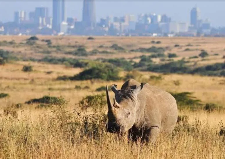 Kenya Adventure 25
