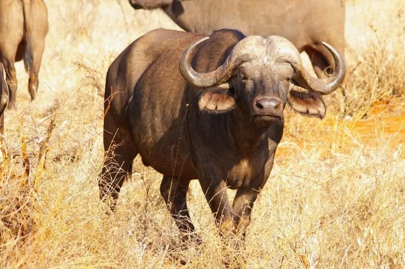 Kenya Superior 19