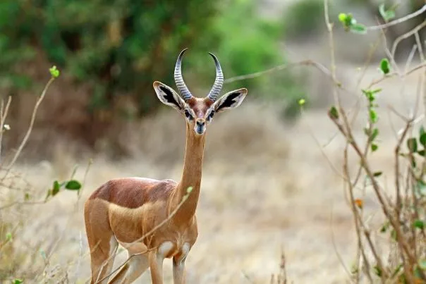 Kenya Superior 22
