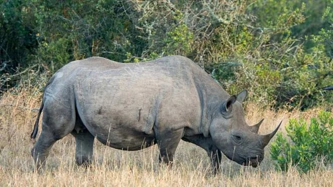 Kenya Superior 18