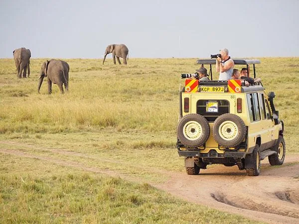 ✨ Iconic Safari
